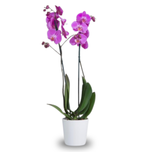 Pink orchid plant in pot available for online flower delivery in Amman Jordan