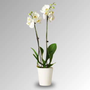 White orchid plant in pot available for online flower delivery in Amman Jordan